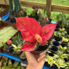 Aglaonema Suksom Jaipong