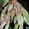 Cytrosperma Johnsoni