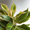 Aglaonema Pink Siam