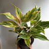 Aglaonema Pink Siam