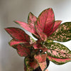 Aglaonema Anyamanee