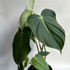 Philodendron McDowell