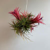Fuego Ball Tillandsia Ionantha Air Plants Small 1"-2"