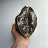 Alocasia Azlanii
