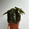 Alocasia Azlanii