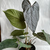 Anthurium Queen of Hearts