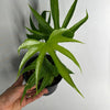 Anthurium Pedatoradiatum Fingers