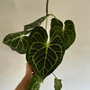 Anthurium King of Clarinervicum