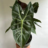 Alocasia 'Pink Dragon Morroco'