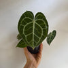 Anthurium King of Clarinervicum