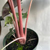 Alocasia 'Pink Dragon Morroco'