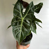 Alocasia 'Pink Dragon Morroco'