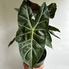 Alocasia 'Pink Dragon Morroco'
