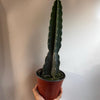 Cuddly Cactus