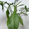 Philodendron Praying Mantis (Philodendron Joepii)