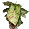 Syngonium Pink Confetti