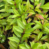 Cas Guava, Costa Rican Guava (Psidium friedrichsthalianum)