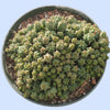 Euphorbia monstrose