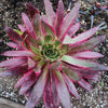 Aeonium 'Phoenix' Variegata