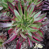 Aeonium 'Phoenix' Variegata
