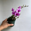 Pink Mini Orchids