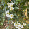 Shaman's Morning Glory, Ololiuqui (Ipomoea corymbosa)