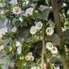 Shaman's Morning Glory, Ololiuqui (Ipomoea corymbosa)