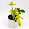 Philodendron Florida Ghost White