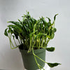 Pothos Shangri La
