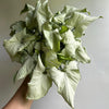 Syngonium Holly