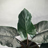 Alocasia Antoro Velvet
