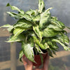 Syngonium Starlite