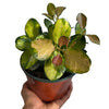 Hoya Austrailis Lisa
