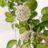 Hoya Austrailis Lisa