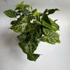 Syngonium Batik