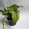 Syngonium Batik