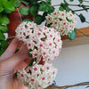 Hoya Mathilde 'Splash'