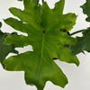 Philodendron 'Lickety Split'