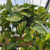 Hawaiian Pothos
