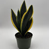 Sansevieria Black Flame
