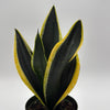 Sansevieria Black Flame