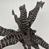 Cryptanthus Earth Star