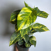 Hawaiian Pothos