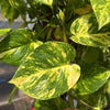 Hawaiian Pothos