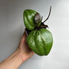 Hoya Latifola 'Sarawak'