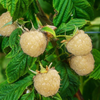 Blackberry 'Snowbank White' (Rubus)