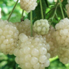 Blackberry 'Snowbank White' (Rubus)