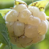 Blackberry 'Snowbank White' (Rubus)