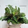 Calathea Makoyana