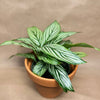 Calathea Vittata